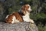 CAVALIER KING CHARLES 305